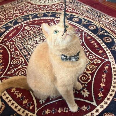 Alby Pet Care- Cat & Small Pet Visits