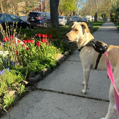 Dog Walking Services. Alby Pet Care - Dog Walker Pet Sitter Chicago