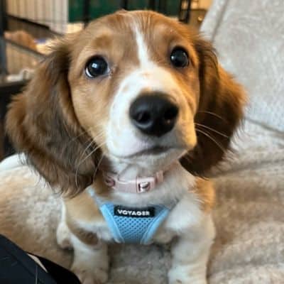 Alby Pet Care- puppy care services