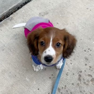 Customized Puppy Care & Training Reinforcement Services - homepage