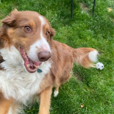 Dog walking - Alby Pet Care - Dog Walker Pet Sitter Chicago