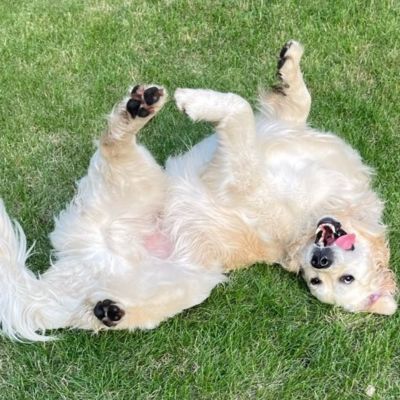 Availability; Alby Pet Care - Dog Walker Pet Sitter Chicago