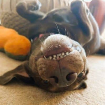 Hotel Service - Pet Sitting Dog Walking Chicago - Alby Pet Care