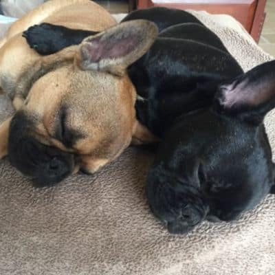 In-Home Overnight Service - Pet Sitting Dog Walking Chicago - Alby Pet Care