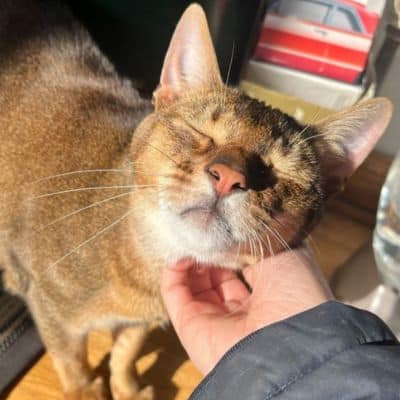 Tailored Visits for Cats & Small Pets -home page