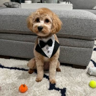 Wedding Service - Pet Sitting Dog Walking Chicago - Alby Pet Care