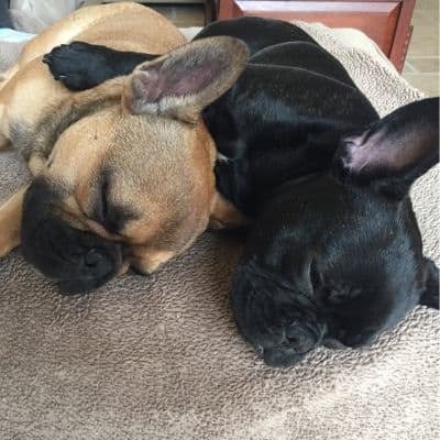 Evening and Vacation Pet Visits While You’re Away